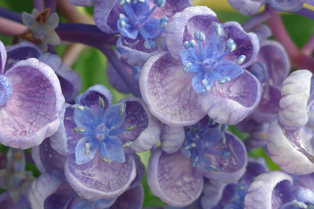 P1100334　アジサイ