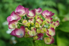 R0353179　アジサイ