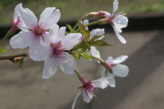 P1057927　可愛い桜