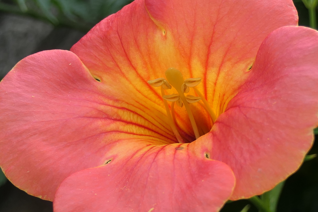 P1012528　夏の花