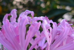 P1130278　冬に咲く