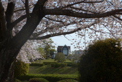 P1320574　桜の公園から