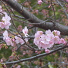 P1340853　河津桜