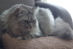 P1170260　NEKOSAMA