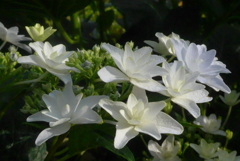 P1230248　公園の紫陽花