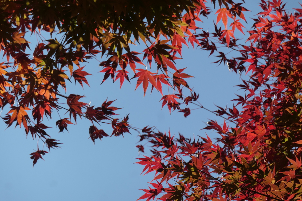 P1069626　紅葉