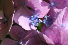 P1012203　紫陽花