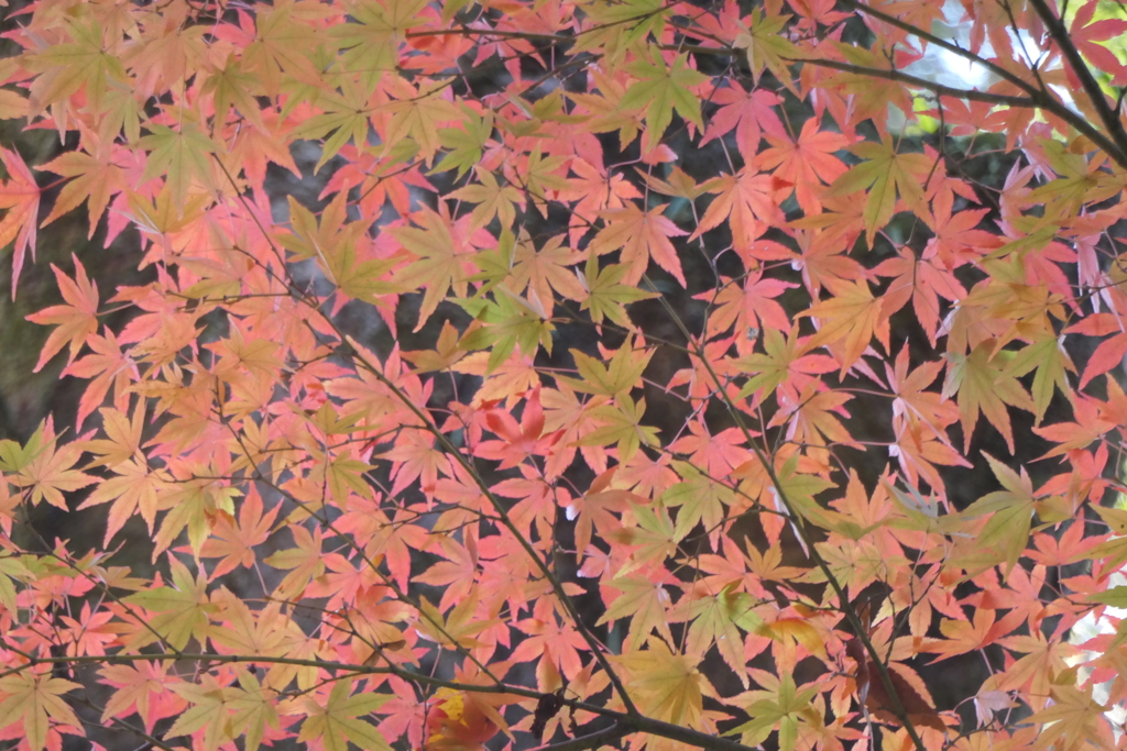 P1069585　紅葉