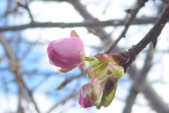 P1370366　春の訪れ
