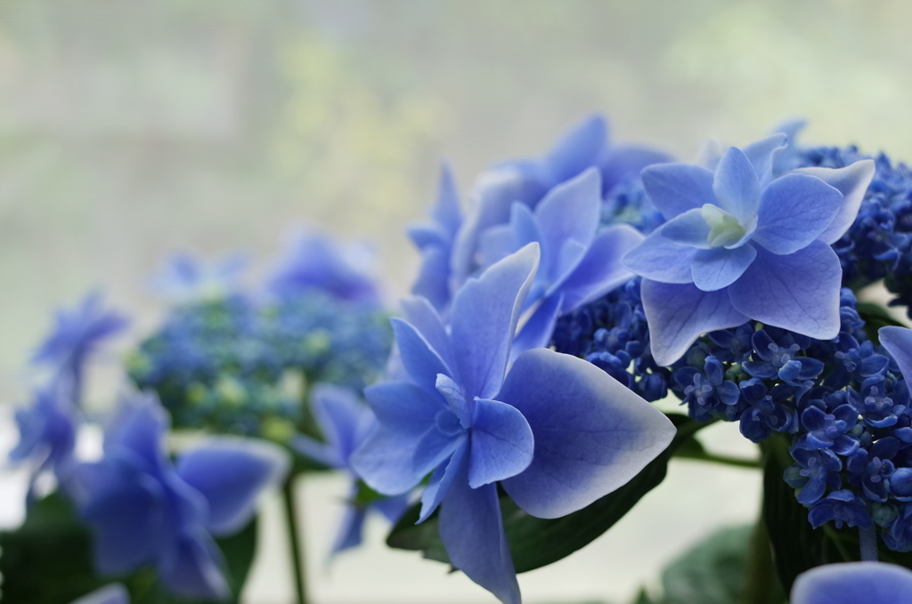 R0351967　あじさい