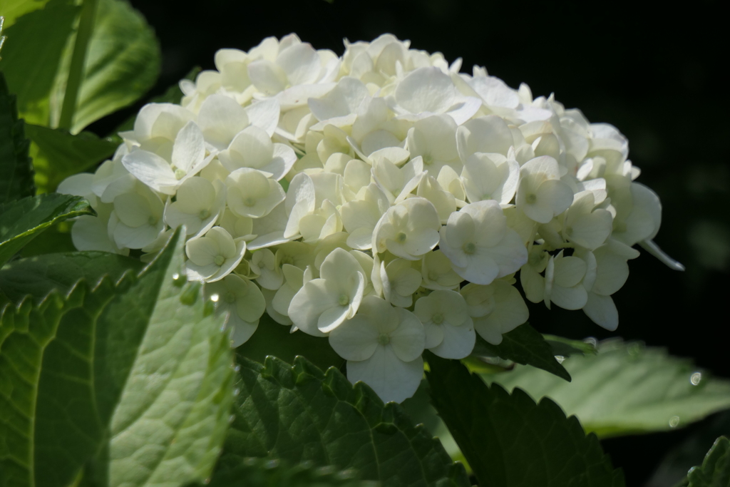P1080350　白…♪
