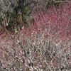 P1070232　熱海梅園にて