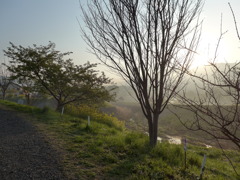 春の朝