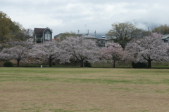 P1057904　桜咲く公園