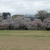 P1057904　桜咲く公園