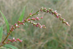 P1120079　野に咲く