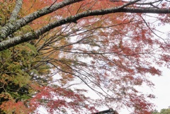 P1190238　修善寺虹の郷にて　～紅葉～