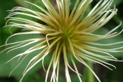 P1270215　クレマチス　花が終わって