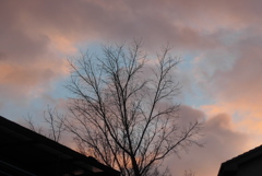 P1250993　冬木立と朝焼け雲