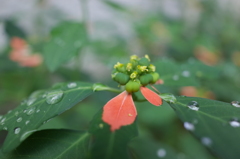 R0354153　雨上がりのサマーポインセチア