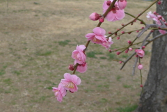 P1070370　しだれ梅