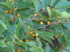 P1100840　かわいい実…♪