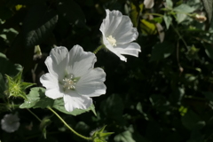 P1057043　横浜イングリッシュガーデンにて