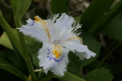 P1079845　シャガ