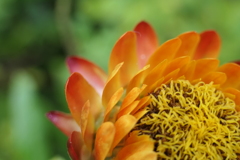 P1069090　貝殻草