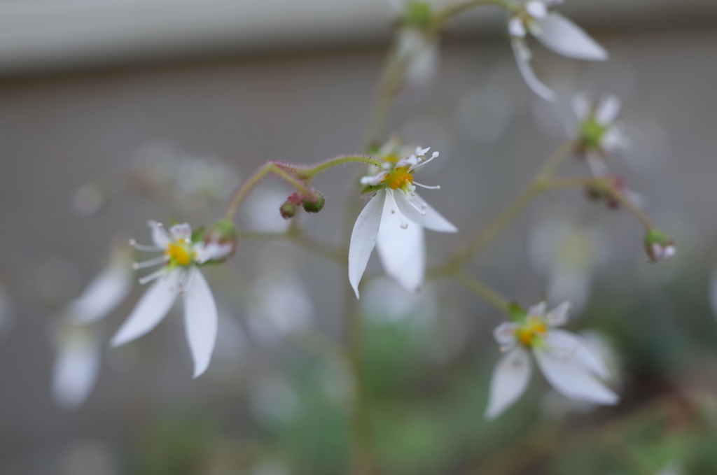 R0353504　ユキノシタ