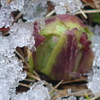 P1070116　雪と…
