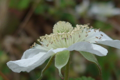P1370965　ノイチゴの花