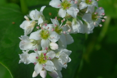 P1180163　ソバの花