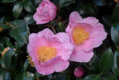 P1390315　サザンカ