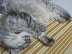 P1100354　ねむりねこ