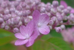 P1230224　小さなアジサイ