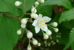 P1300085　ウツギ