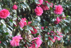 P1370226　山茶花