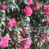 P1370226　山茶花