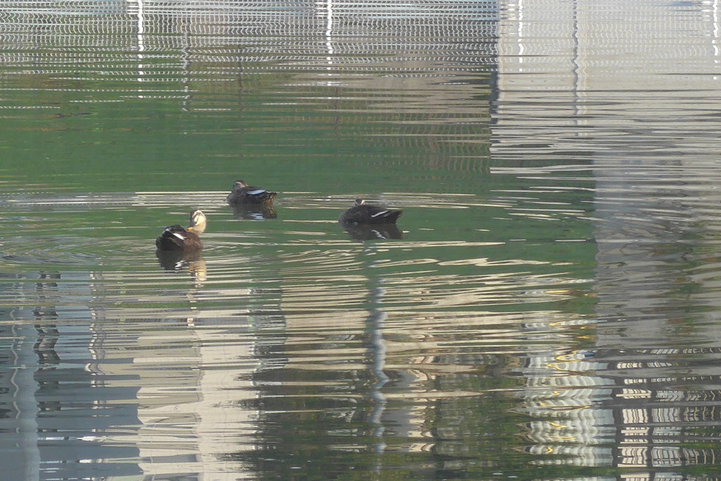 P1240934　秋の池