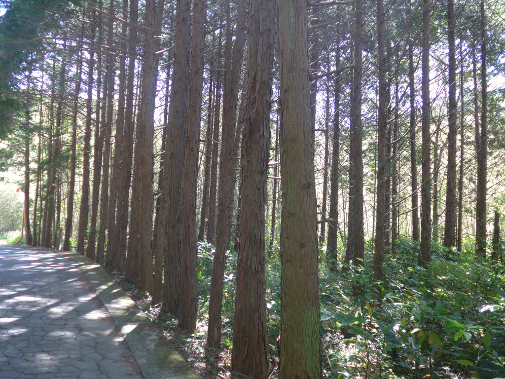 P1090271　杉木立