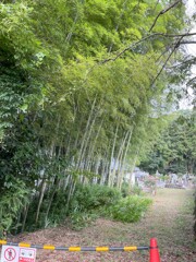 IMG_0203　竹林