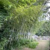 IMG_0203　竹林