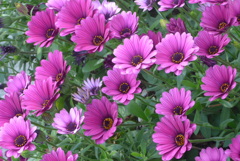 P1220292　オステオスペルマム