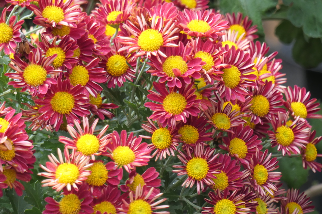 P1069464　菊