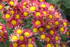 P1069464　菊