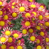 P1069464　菊