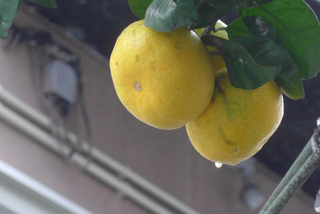 P1390185　みかん