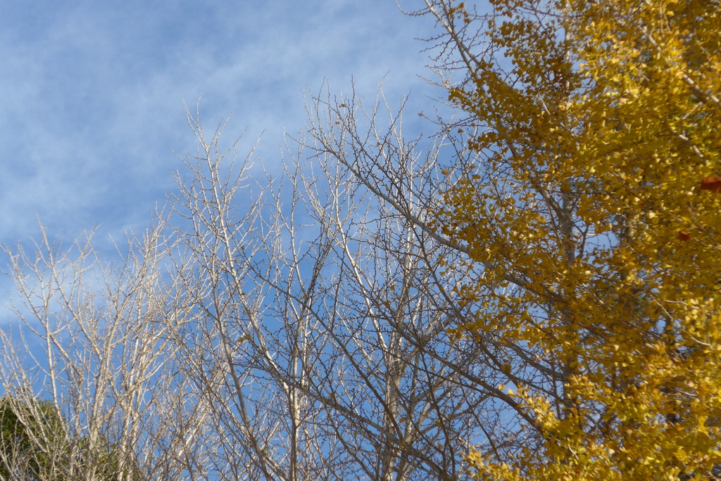 P1190400　冬の木立