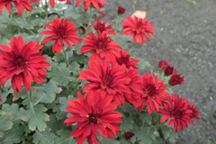 P1069487　菊